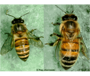 Asian honey bee 