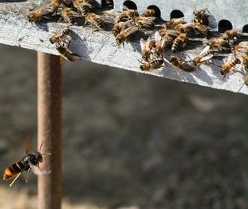 Asian hornet