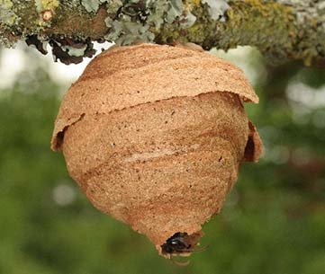 Asian hornet