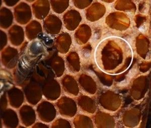 Cape honey bee