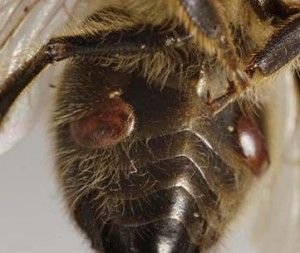 Varroa mite