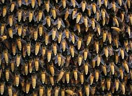 Μέλισσες Γίγαντες