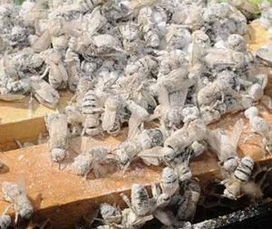 varroa mite
