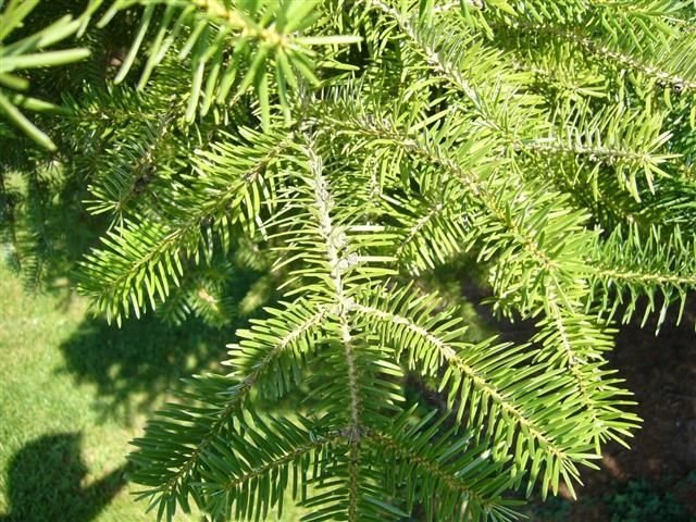 Abies Cephalonica Ελάτη