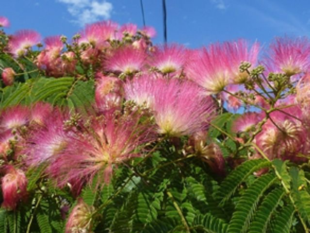 Albizzia julibrissin ακακια 