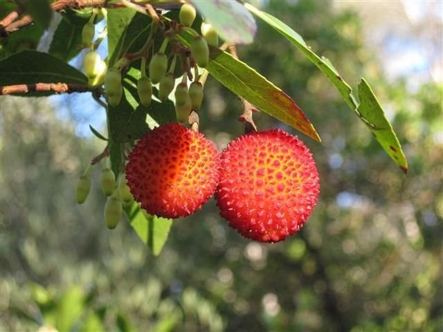 Arbutus unedo 