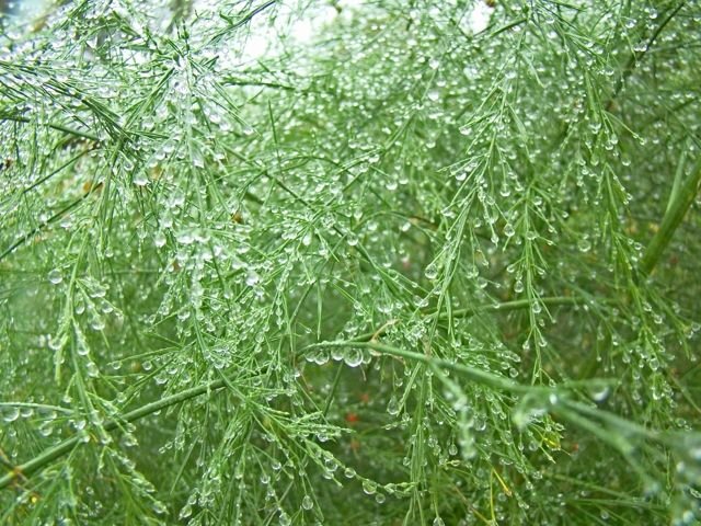 Asparagus officinalis αγριοσπαραγγι