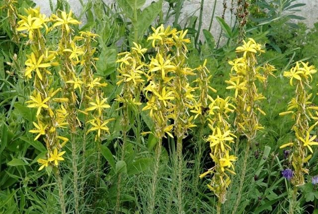 Asphodelus lutea Ασφόδελος κίτρινος