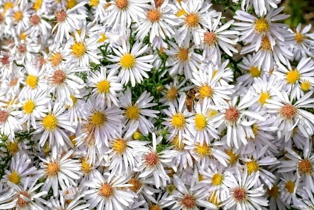 Aster dumosus αστερακι
