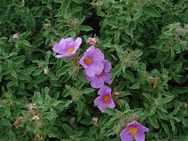 Cistus incanus creticus Κουνουκλιά