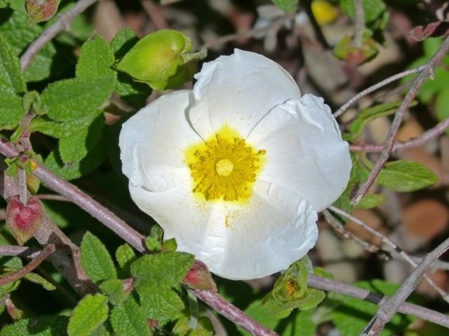 Cistus salvifolius Αγριοφασκομηλιά