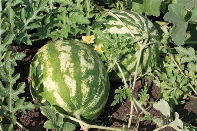 Citrullus lanatus