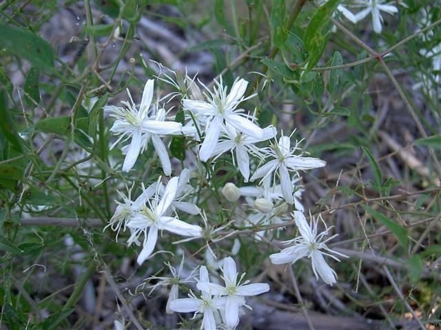 Clematis flammula Κληματίδα