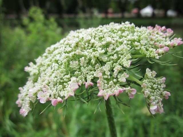 Daucus carota Αγριοκαρότο