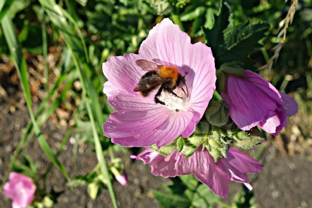 Geranium molle Αγριογεράνη