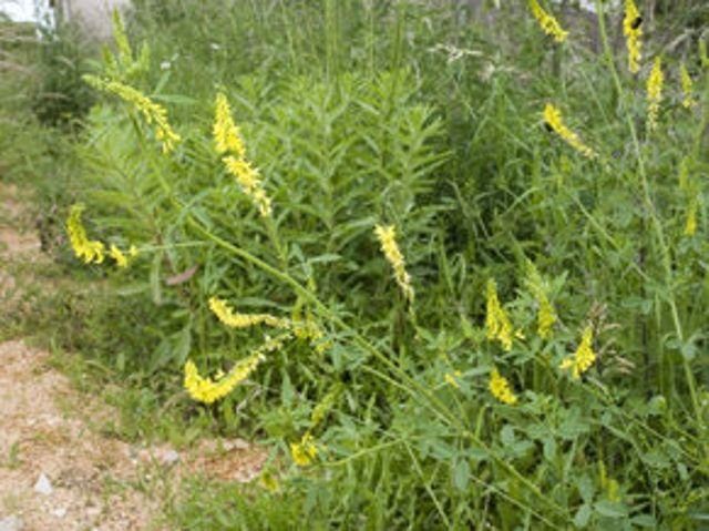 Melilotus officinalis