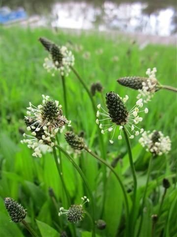 Plantago lanceolata Πεντάνευρο