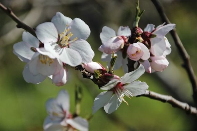 Prunus amygdalus