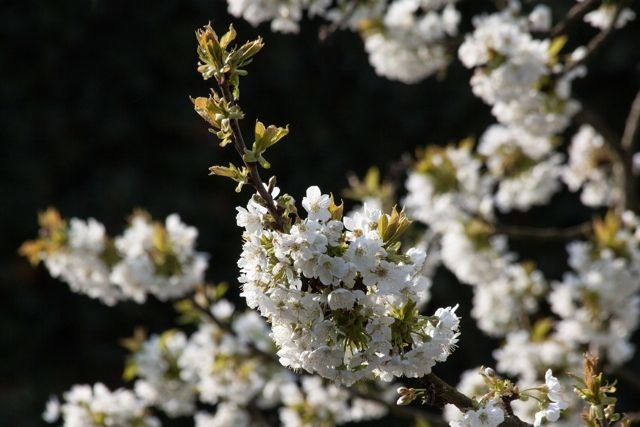 Prunus avium Αγριοκερασιά