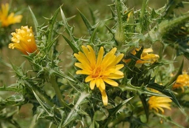 Scolymus hispanicus Σκολίμπρι