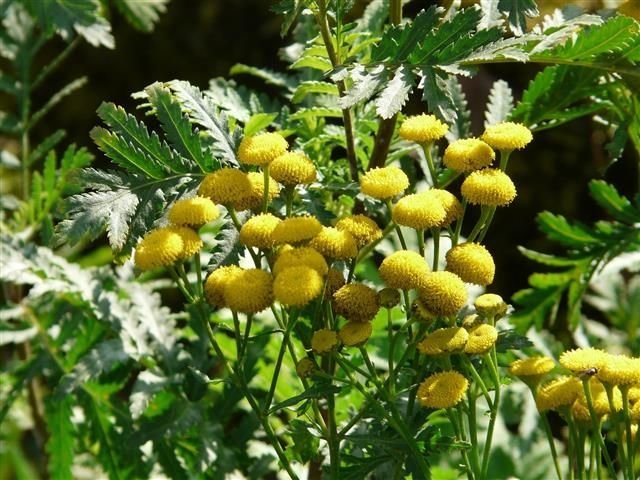 Tanacetum vylgare Τανακήτο