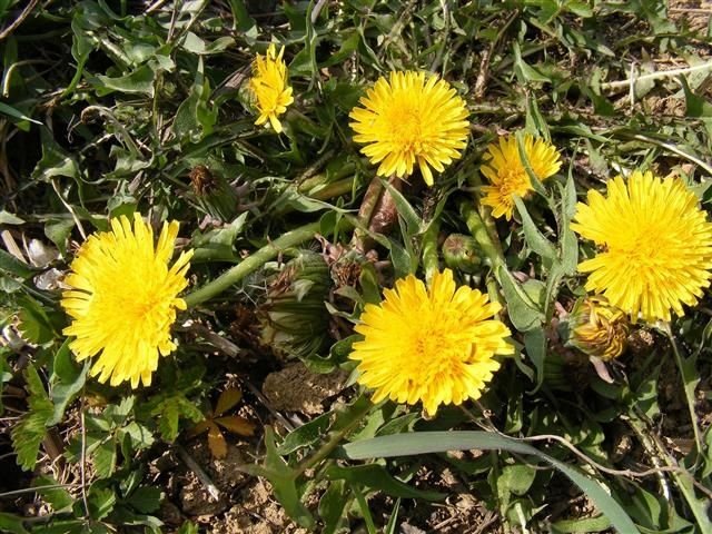 Taraxacum officinale Ταραξάκος