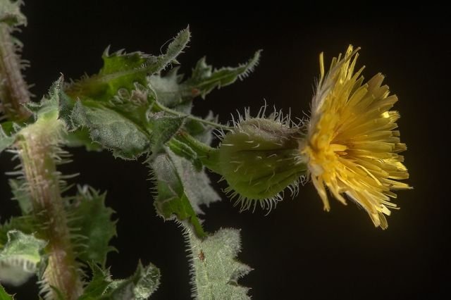 Urospermum picroides Αγριοζοχός