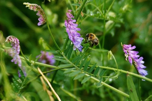 Vicia cracca Αγριοβίκος