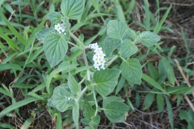 heliotropium europaeum